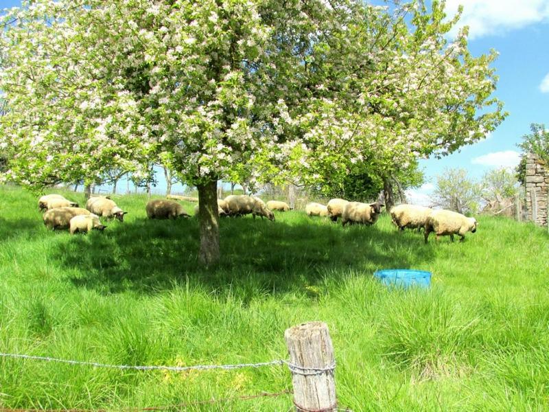 Soulaucourt-sur-Mouzon La Taniere Douce B&B 외부 사진